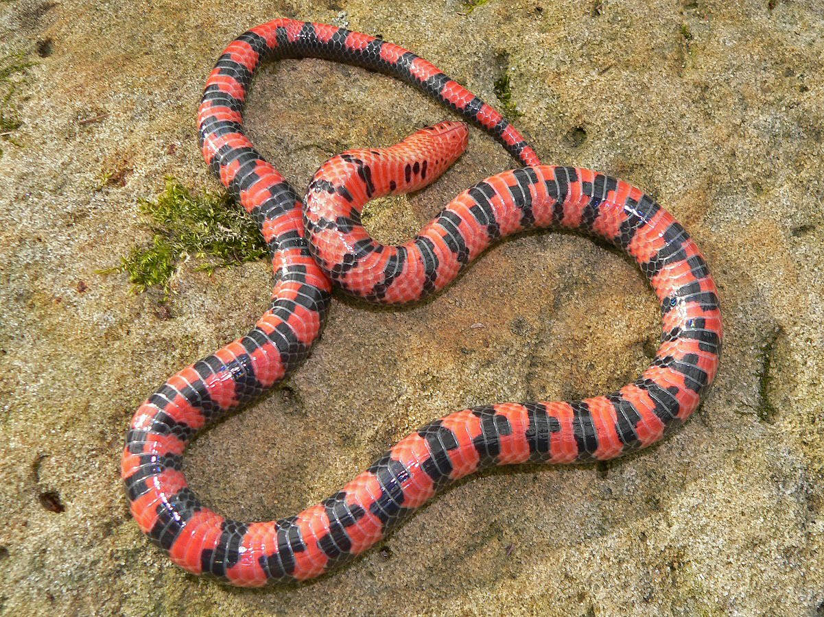 A Striking Mud Snake Showing Off Vibrant Red Scales Background