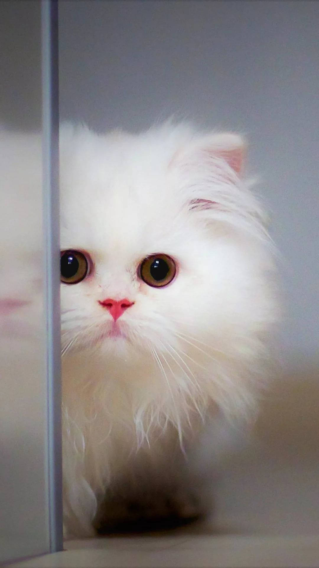 A Strikingly Gorgeous Feline Posing Next To A Glass Door.