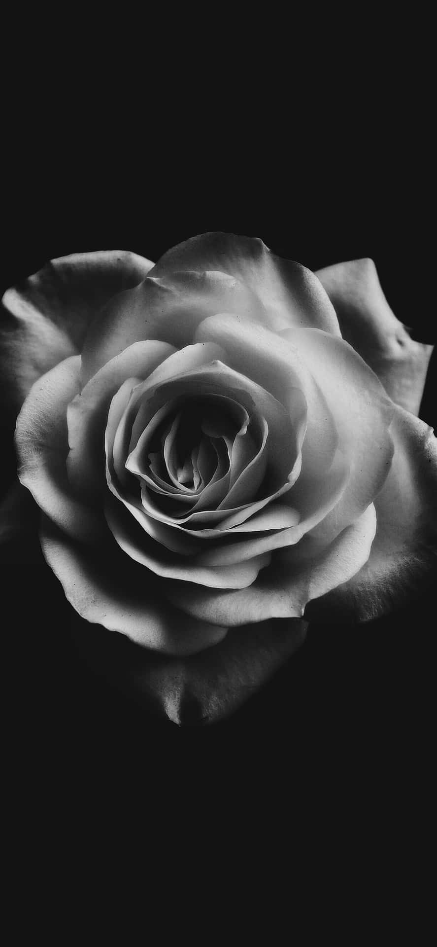 A Stunning Black And White Magnolia Flower In Bloom.