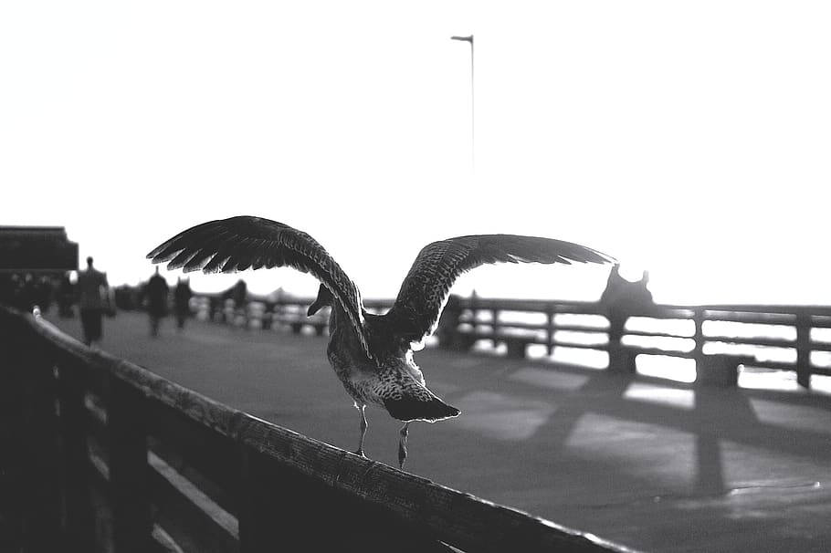 A Stunning Black And White View Of Santa Ana. Background