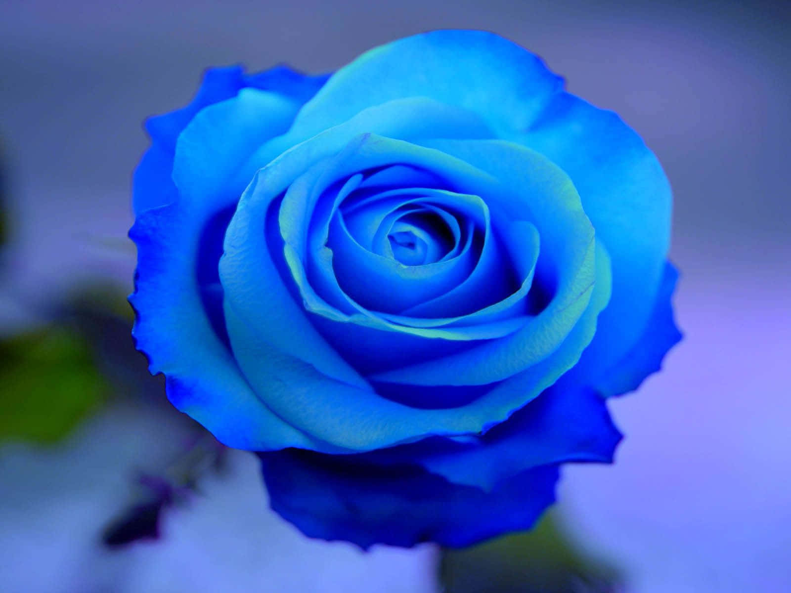 A Stunning Blue Petaled Rose Surrounded By A Soft Black Background.