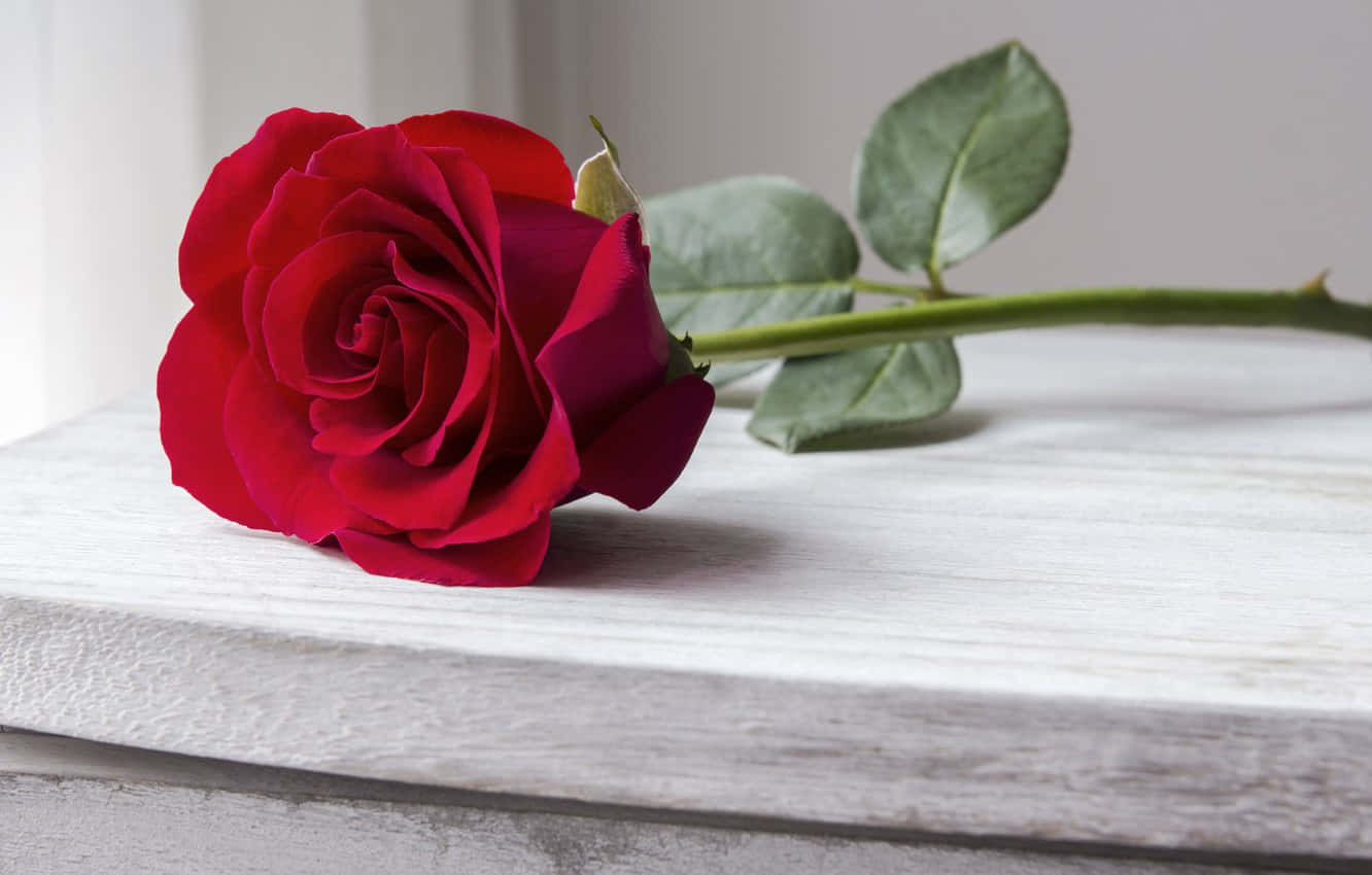 A Stunning Bouquet Of Red Roses. Background