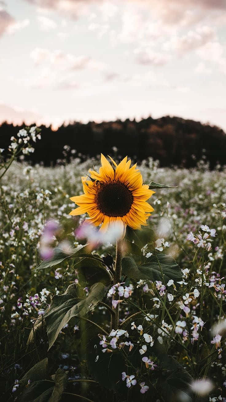 A Stunning Close-up Of A Cute Sunflower Background