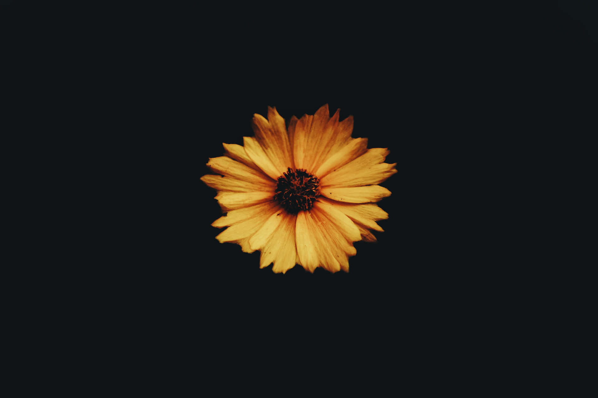 A Stunning Dark Sunflower In All Its Glory. Background