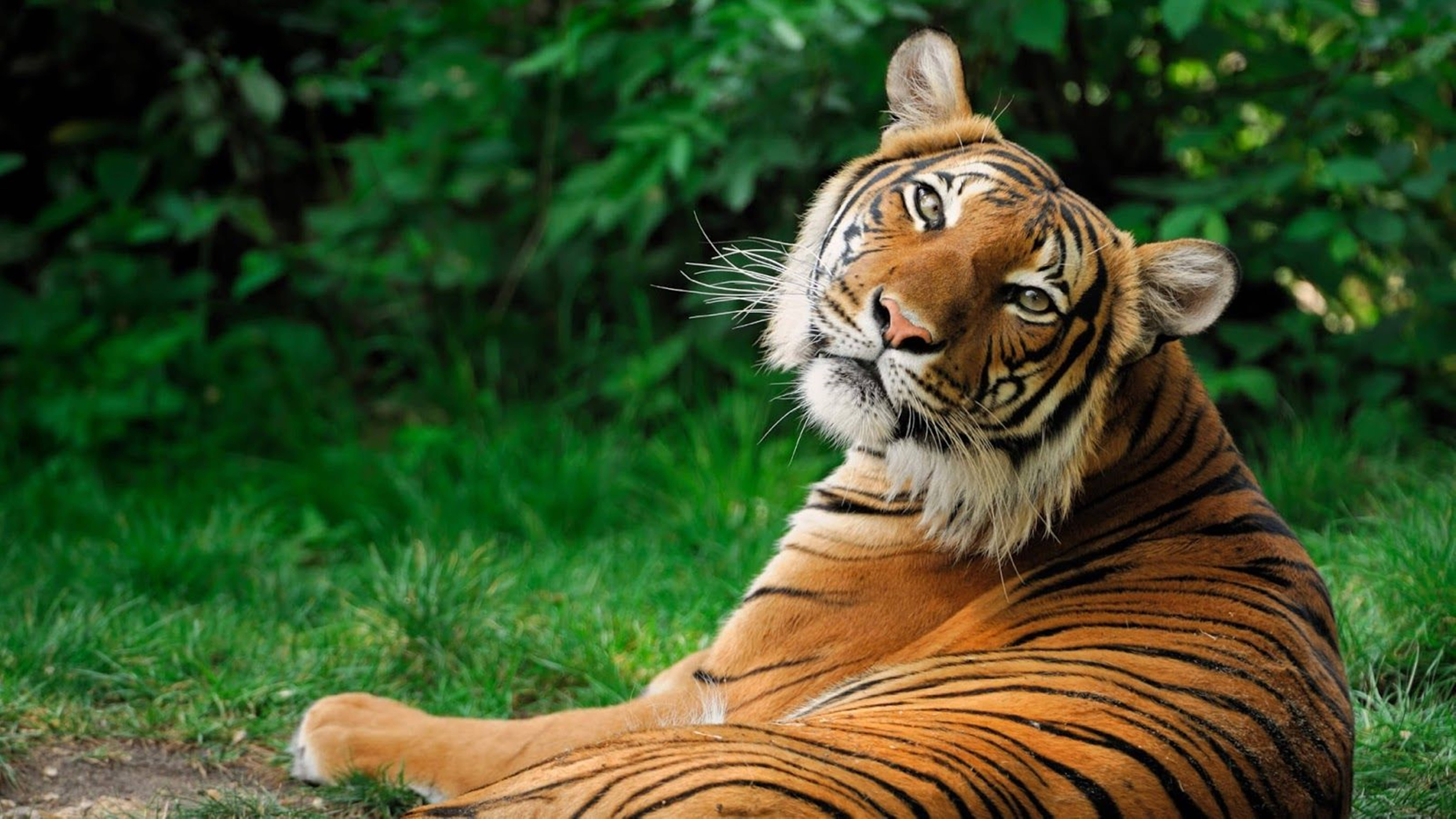 A Stunning Display Of An 8k Uhd Tiger Prowling Background