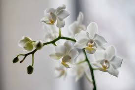 A Stunning Display Of Graceful White Orchids Background