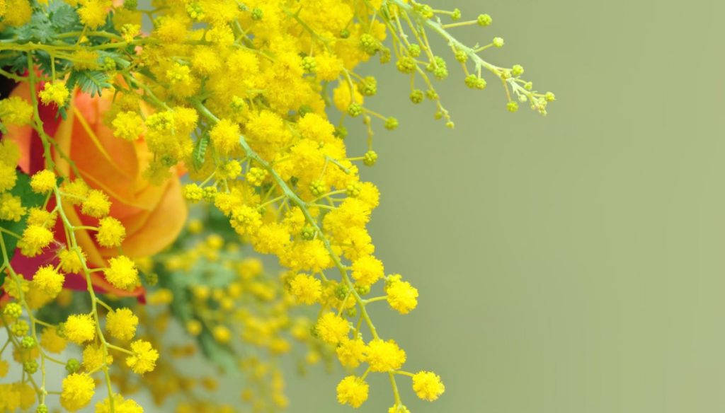 A Stunning Display Of Vibrant Mimosa Flowers Background