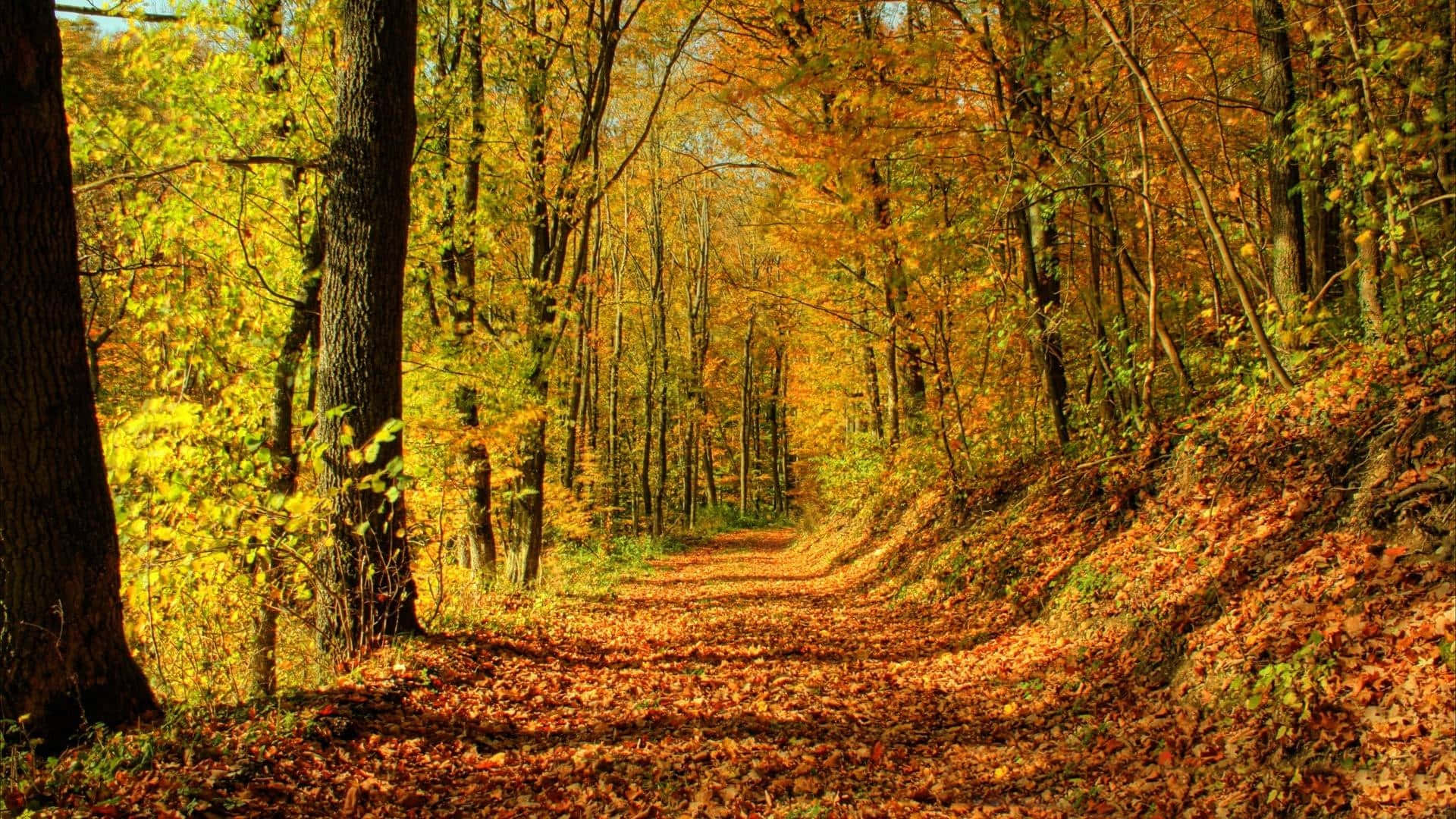 A Stunning Golden Landscape During The Perfect Fall Season. Background