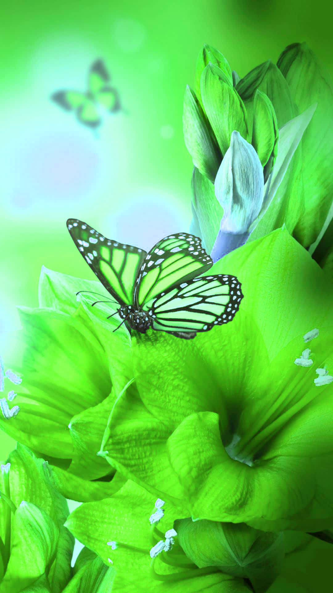 A Stunning Green Butterfly Background