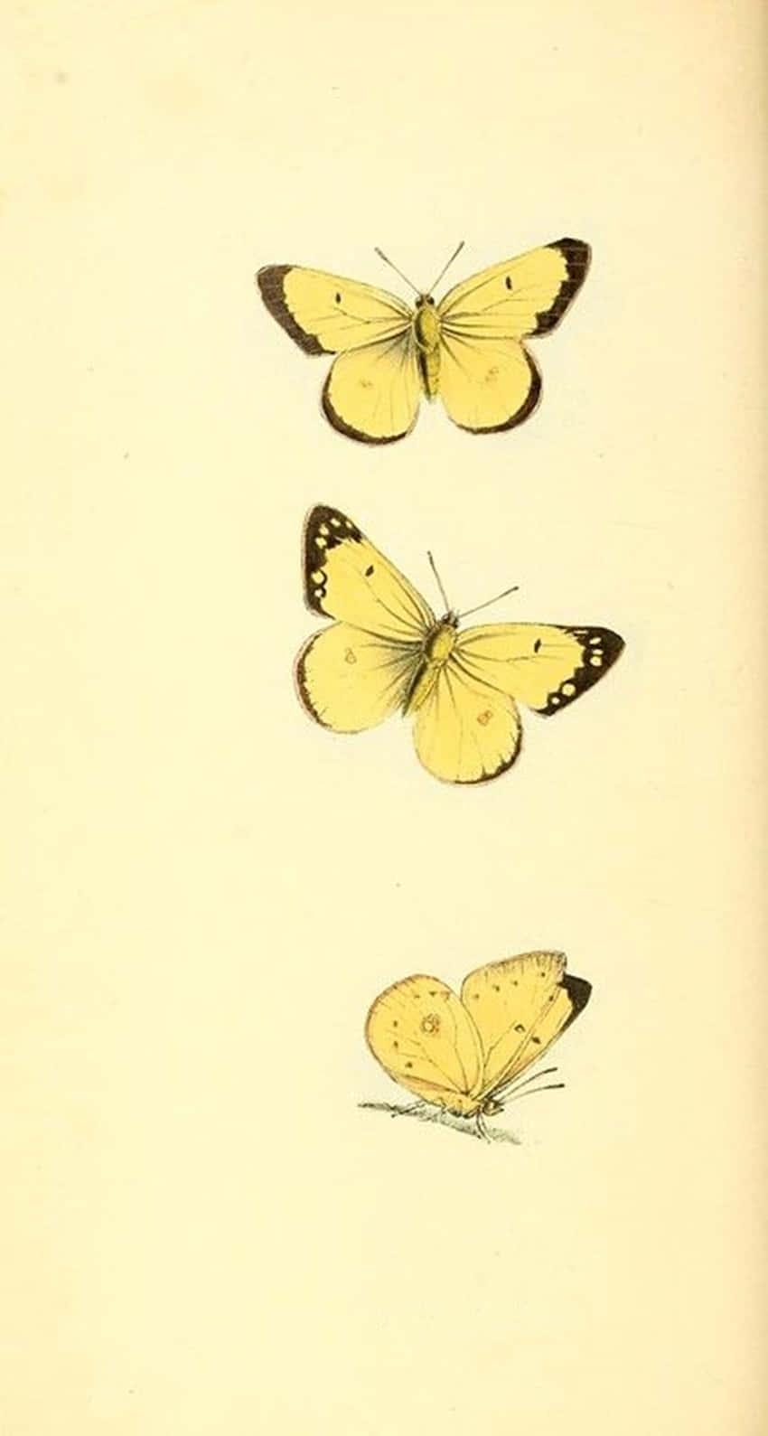 A Stunning Group Of Cute Yellow Butterflies