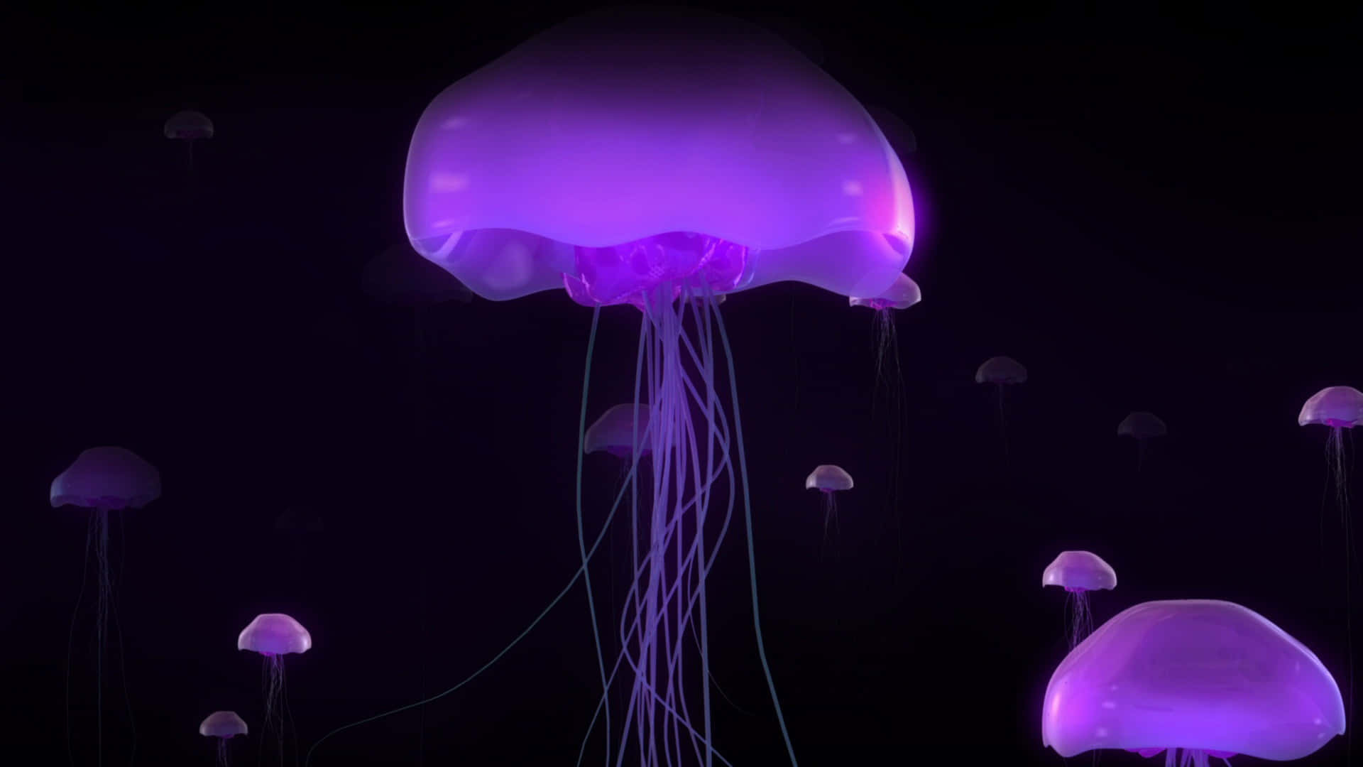 A Stunning Image Of A Beautiful 4k Jellyfish Background