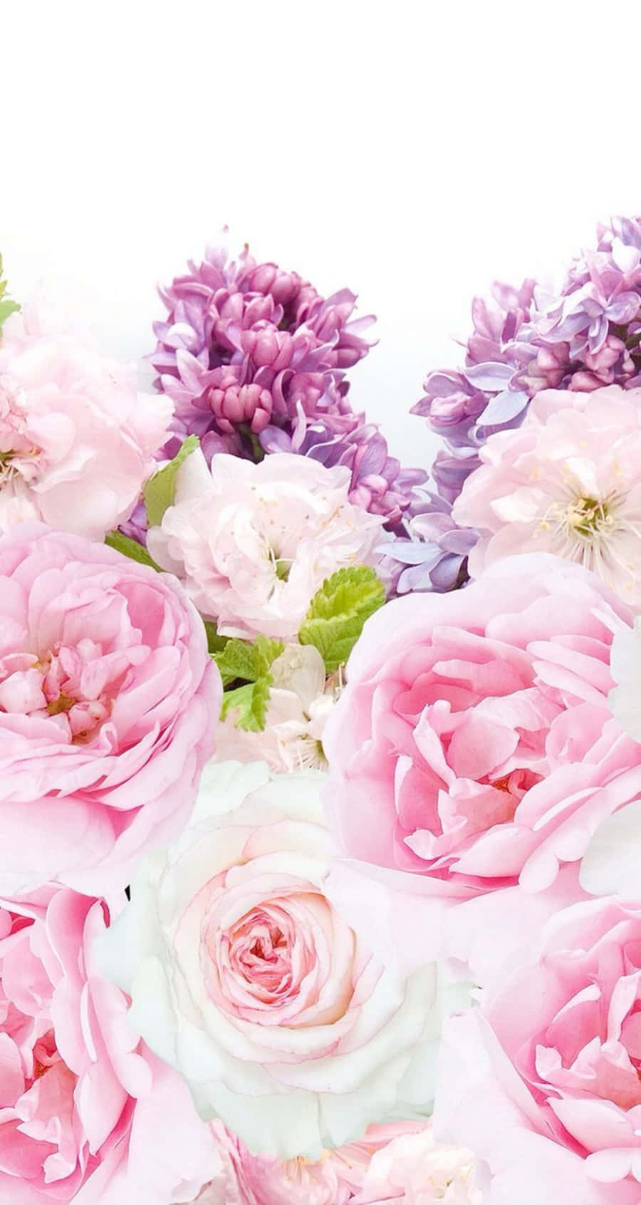 A Stunning Iphone Background Featuring A Gorgeous Pink Peony.