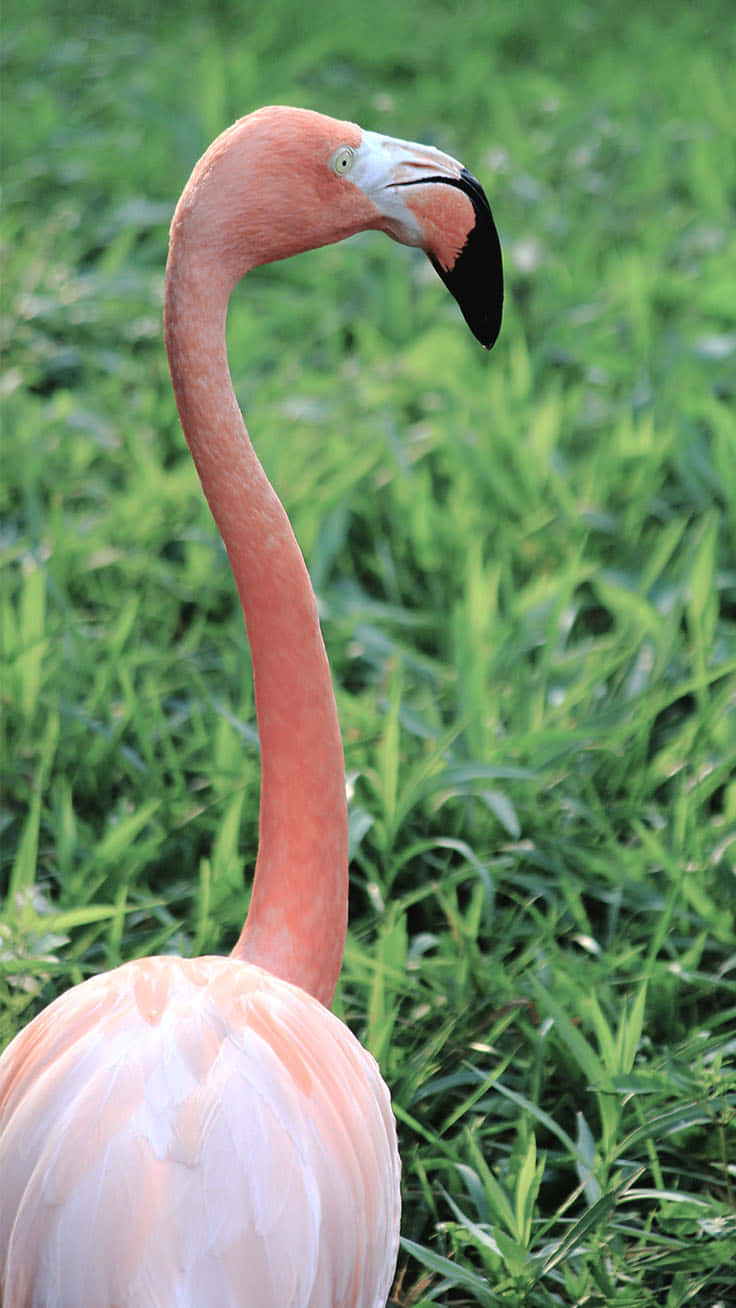 A Stunning Iphone Image Of Vibrant Pink Flamingo Background