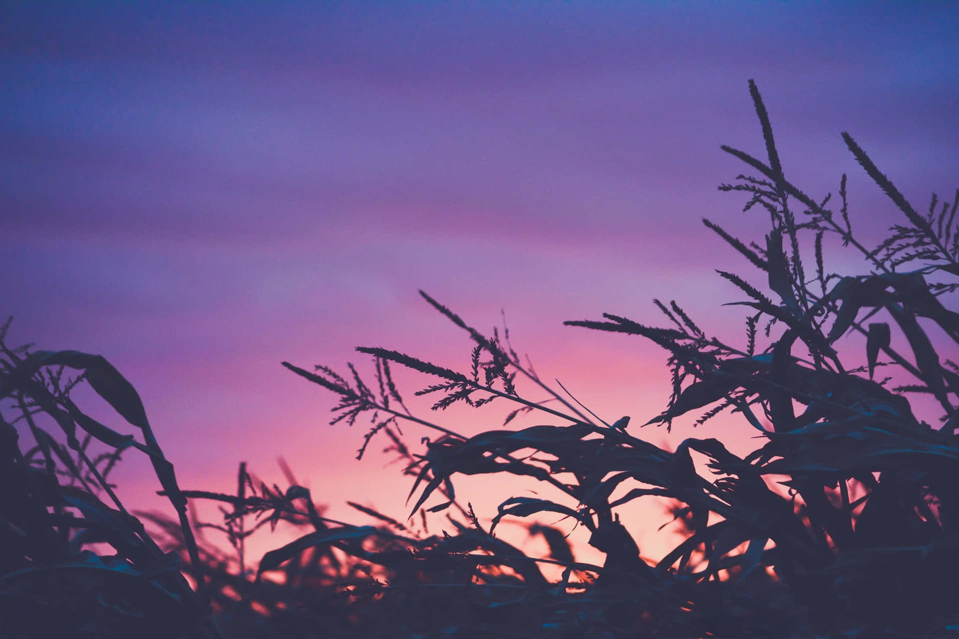 A Stunning Landscape Featuring A Blue And Purple Sunset Background