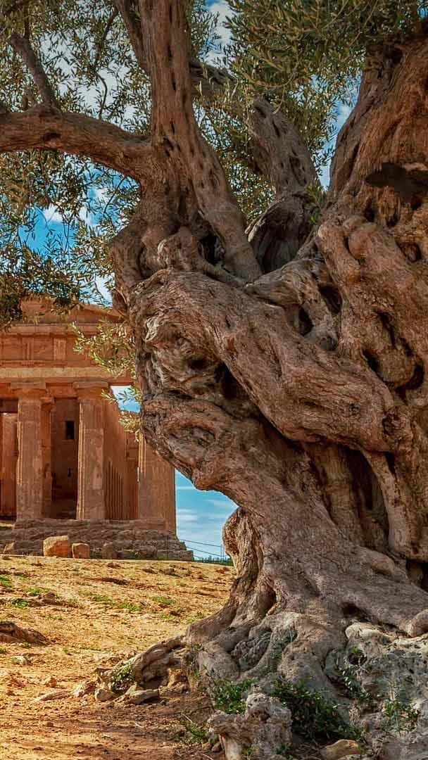 A Stunning Look At An Olive Tree Background