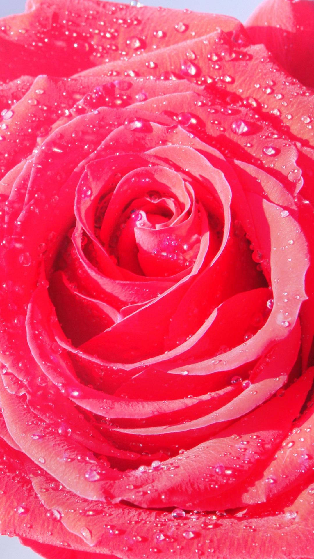 A Stunning Macro Shot Of A Pink Rose Bloomed To Perfection On An Iphone.