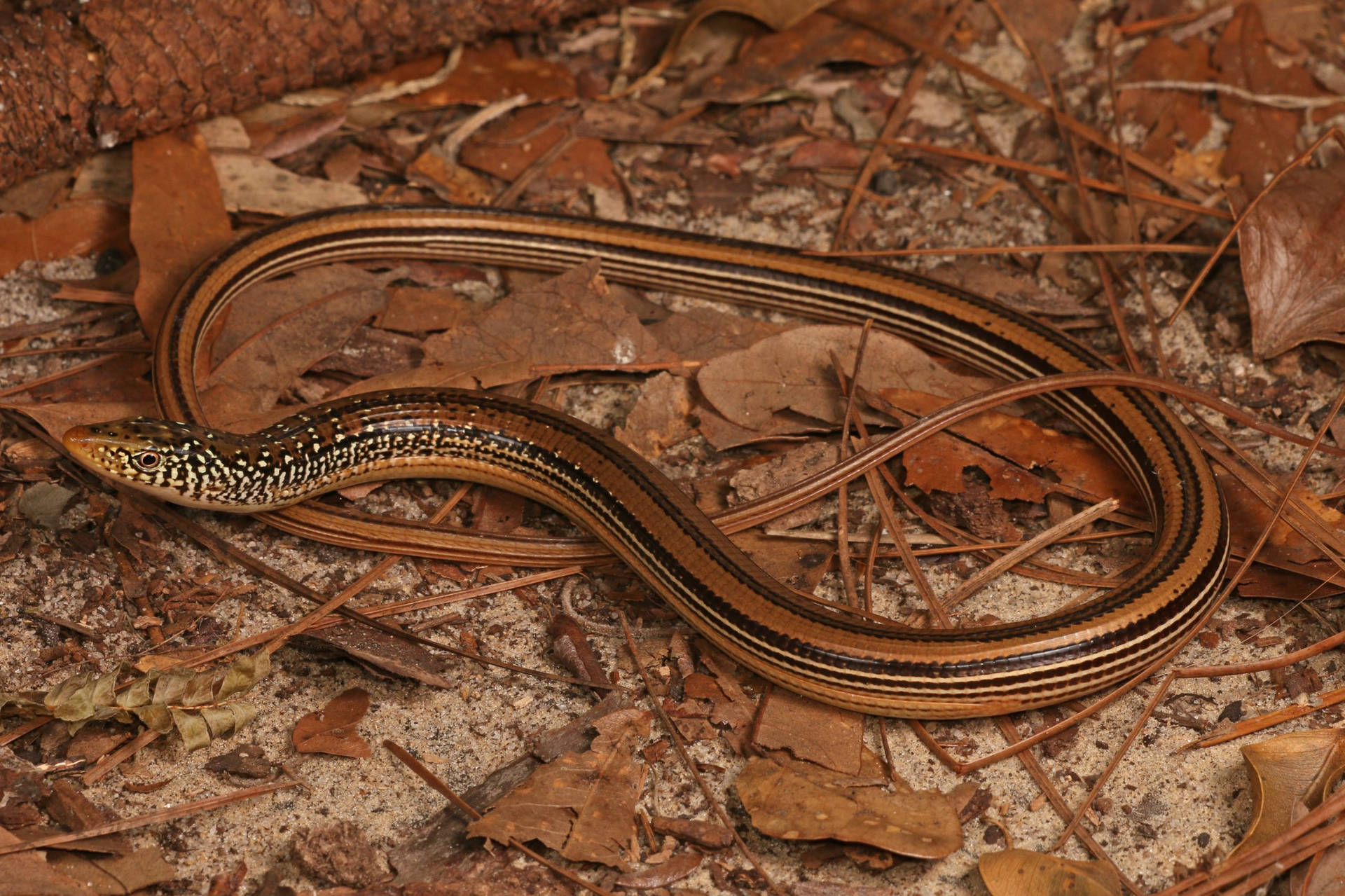 A Stunning Mimic Glass Lizard On Autumn Leaves Background