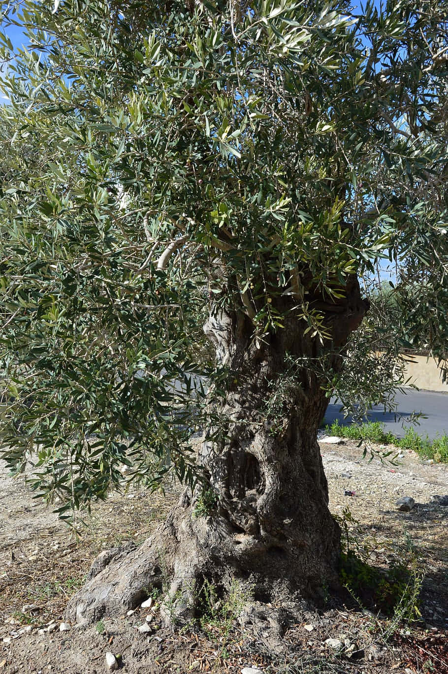 A Stunning Olive Tree In Nature Background