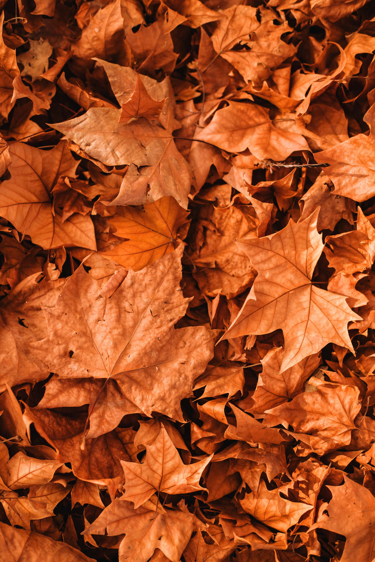 A Stunning Orange Spring Leaf As The Fall Season Approaches Background
