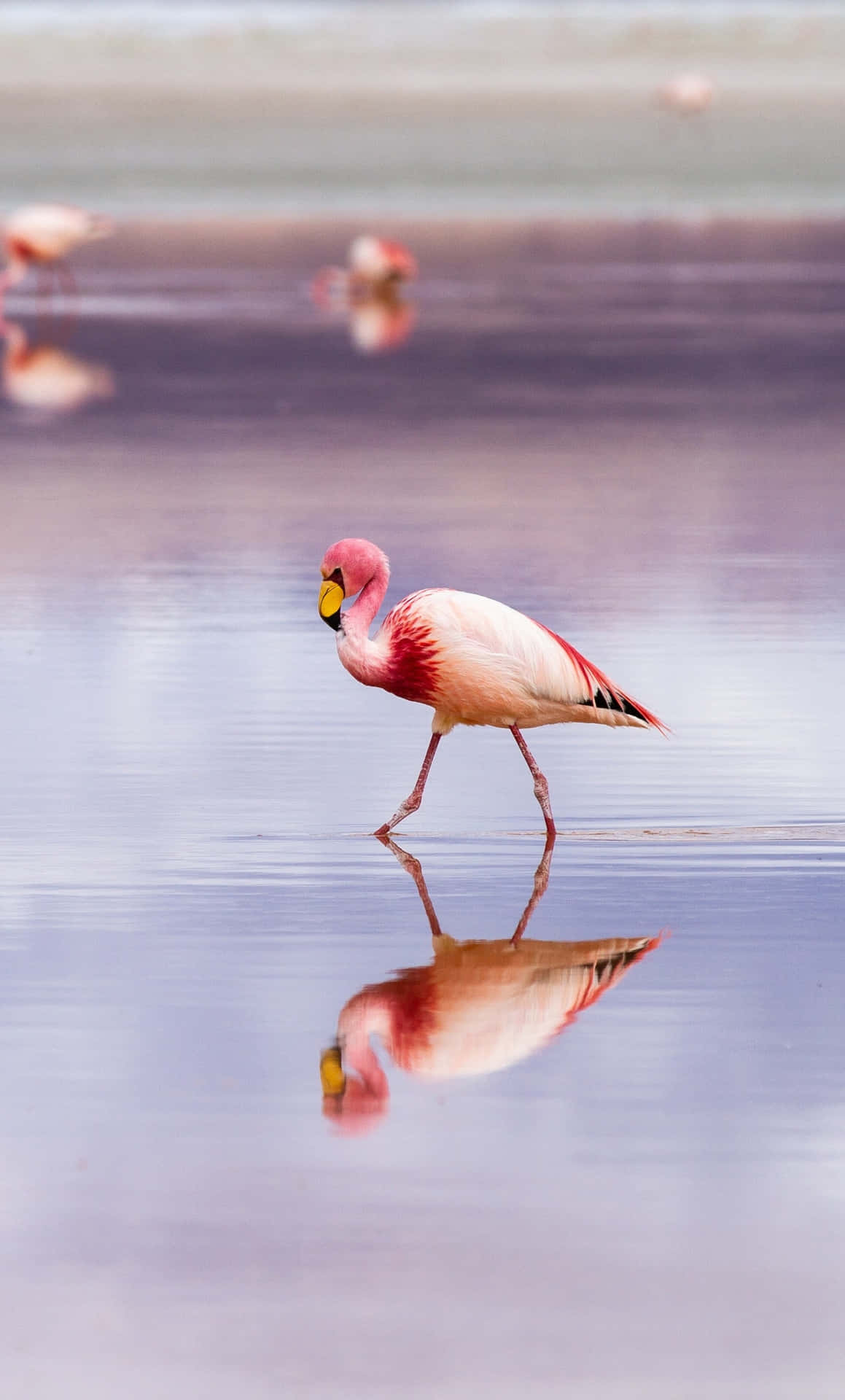 A Stunning Pink Flamingo Against A Clear Sky, Photographed From An Iphone Background