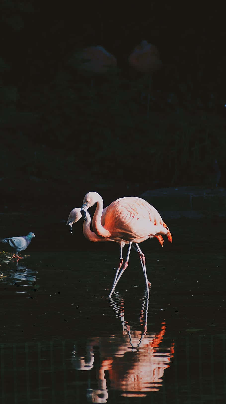 A Stunning Pink Flamingo Photographed On An Iphone Background