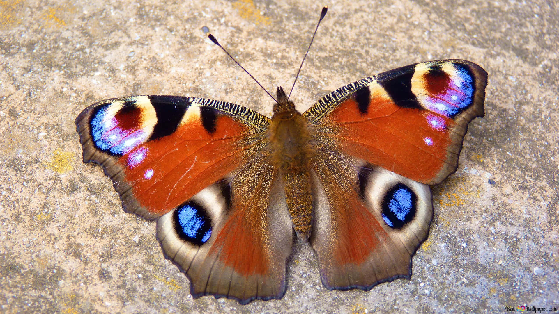 A Stunning Red Butterfly Displaying Its Vibrant Colors Background