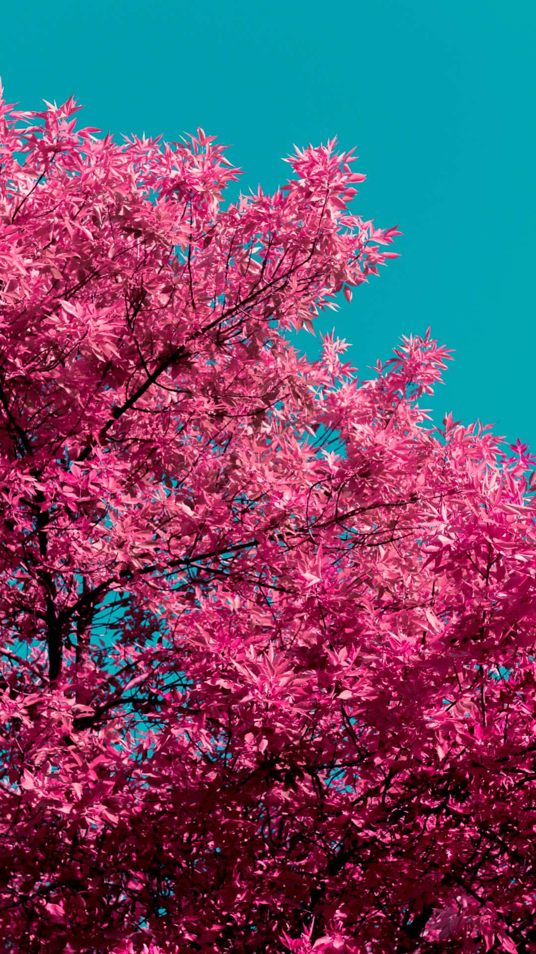 A Stunning Red Tree In The Middle Of A Clear Blue Sky Background