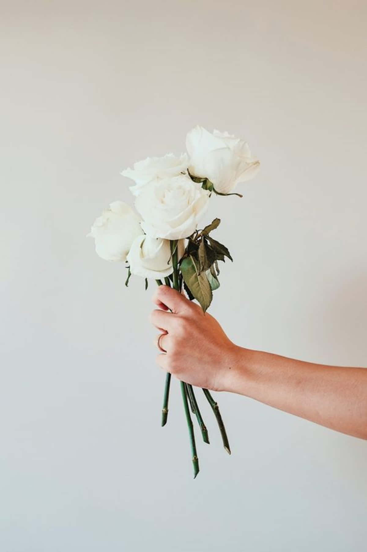 A Stunning, Single White Rose Emitting A Tranquil, Peaceful Aesthetic