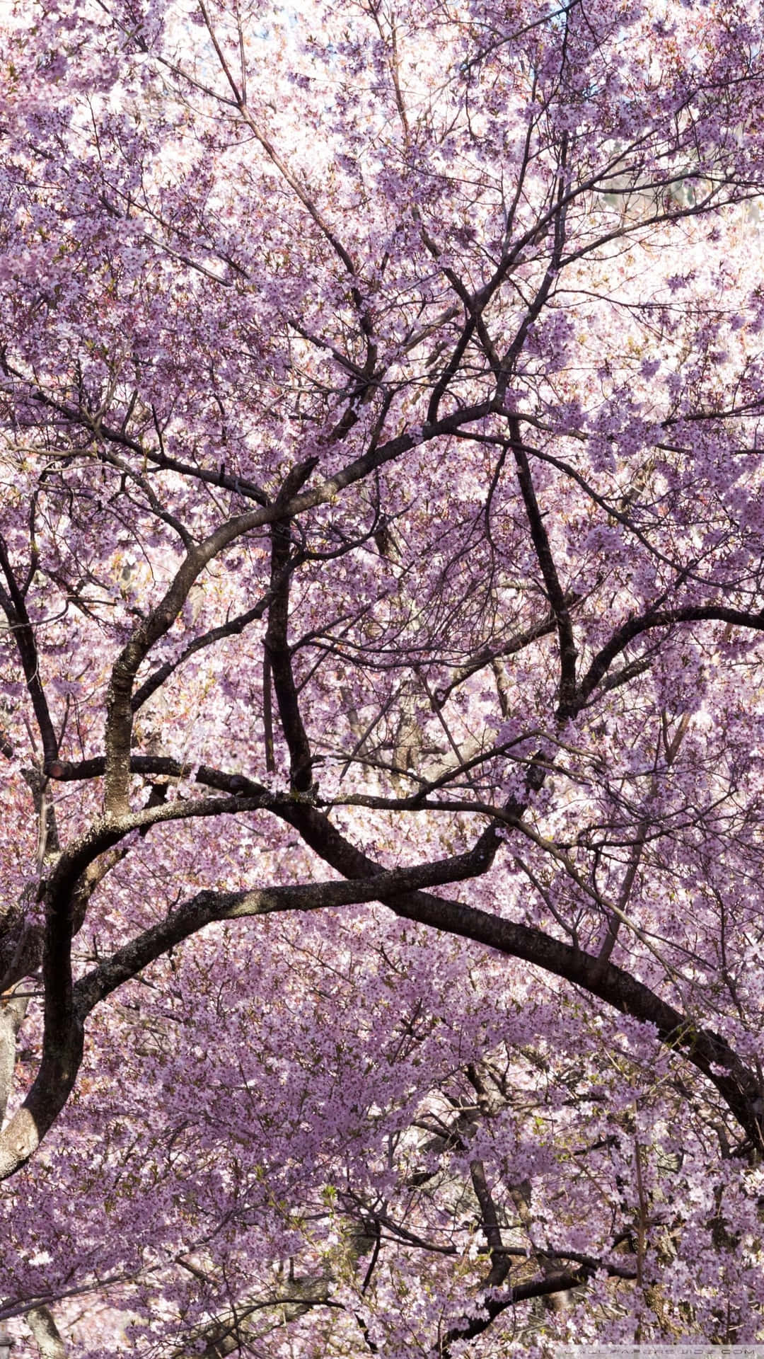 A Stunning View Of A Japanese Garden In Full Bloom Background