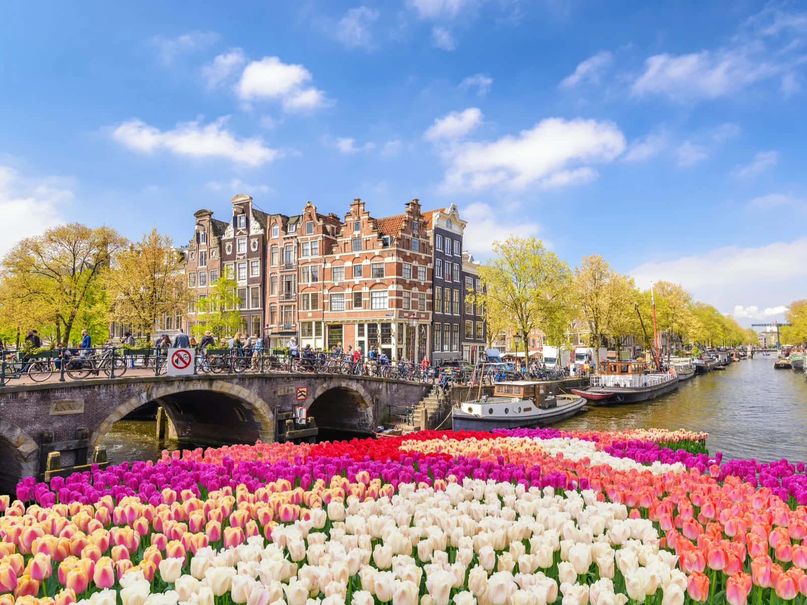 A Stunning View Of Amsterdam During The Blooming Of Its Tulip Fields In The Spring. Background