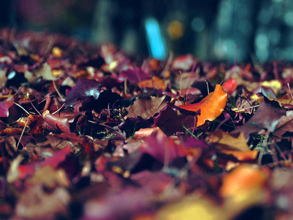 A Stunning View Of An Autumn Sunset Background