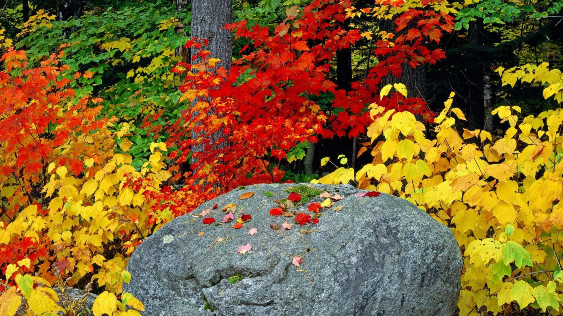 A Stunning View Of The Autumnal Landscape Background
