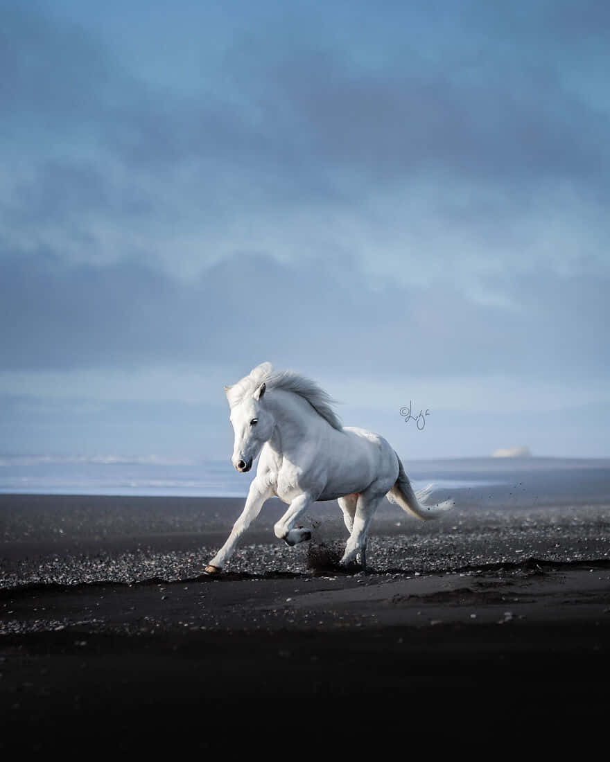 A Stunning White Horse In The Fields Of Nature. Background