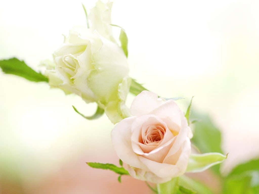 A Stunning White Rose Blooming