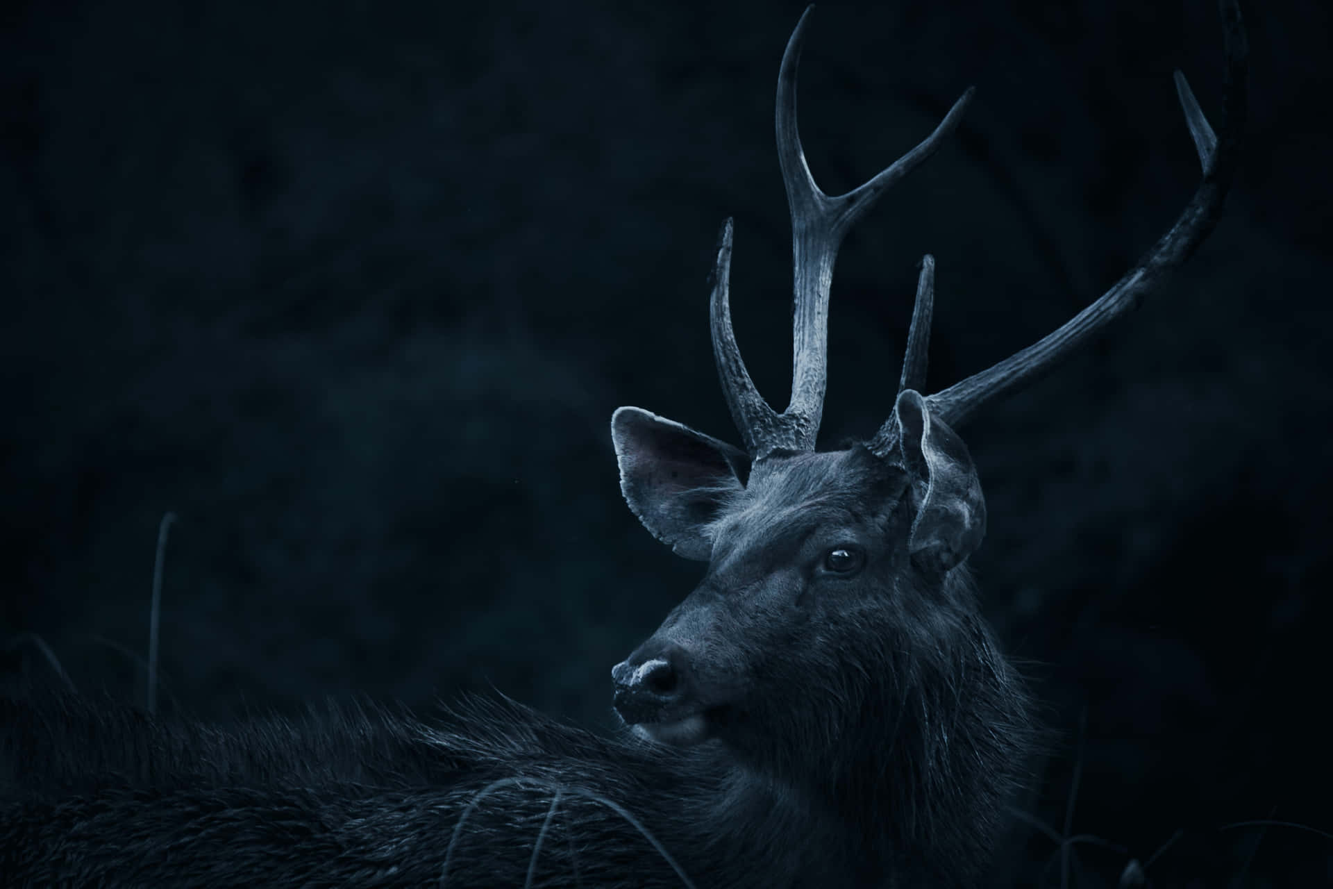 A Stunning White-tailed Deer Wanders Among Gleaming Trees Background