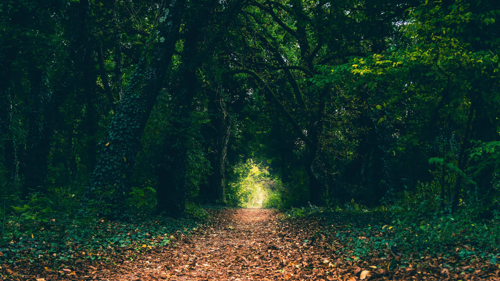 A Stunningly Beautiful Magical Forest Background