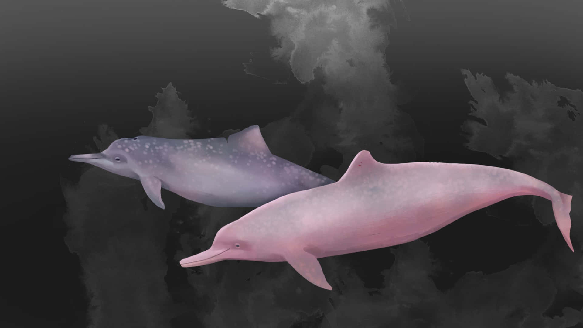 A Stunningly Pink Dolphin Gracing The Warm Waters Background