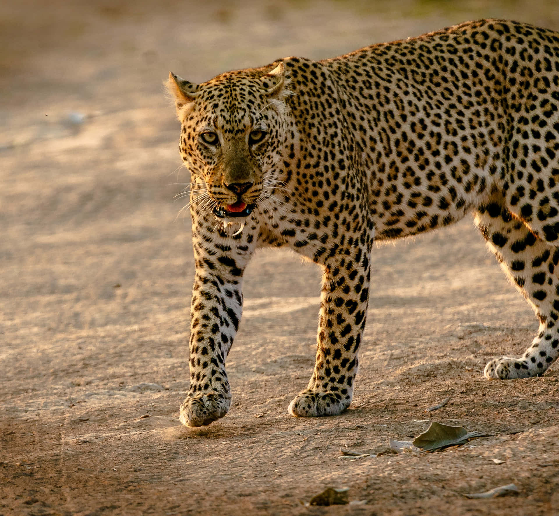 A Stylish Cheetah Lounging In The Grass Background