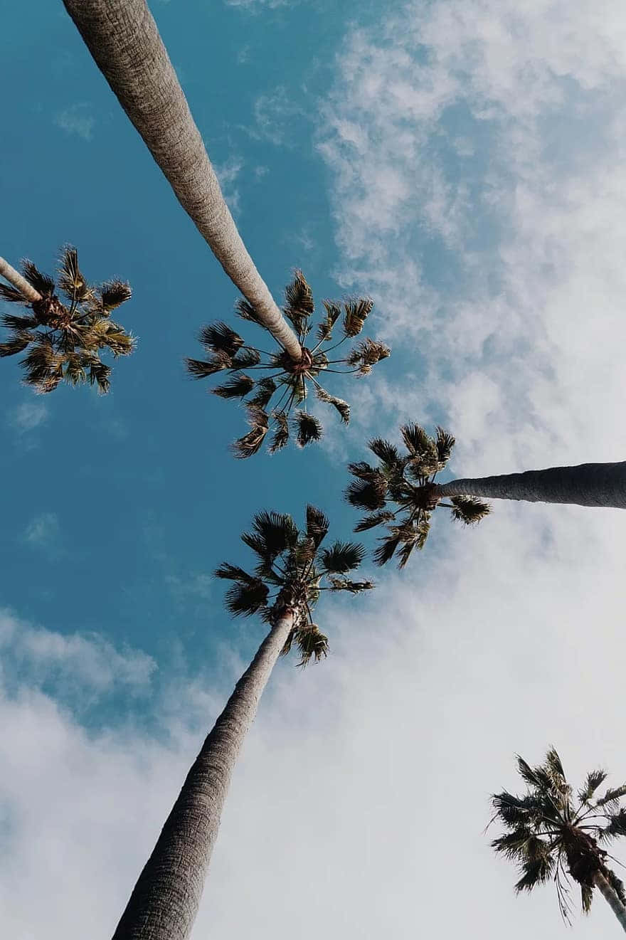 A Sun-kissed Forest With Blossom Leaves
