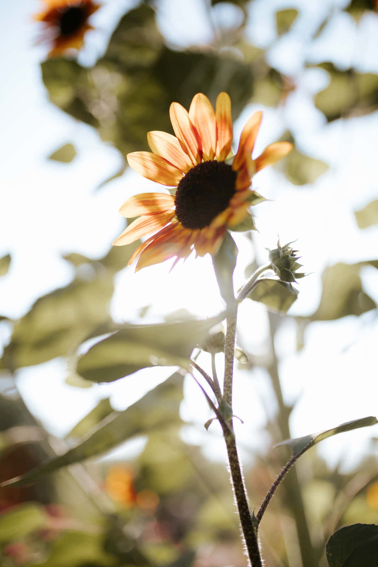 A Sunflower Aesthetic Wallpaper That's Perfect For Your Iphone. Background