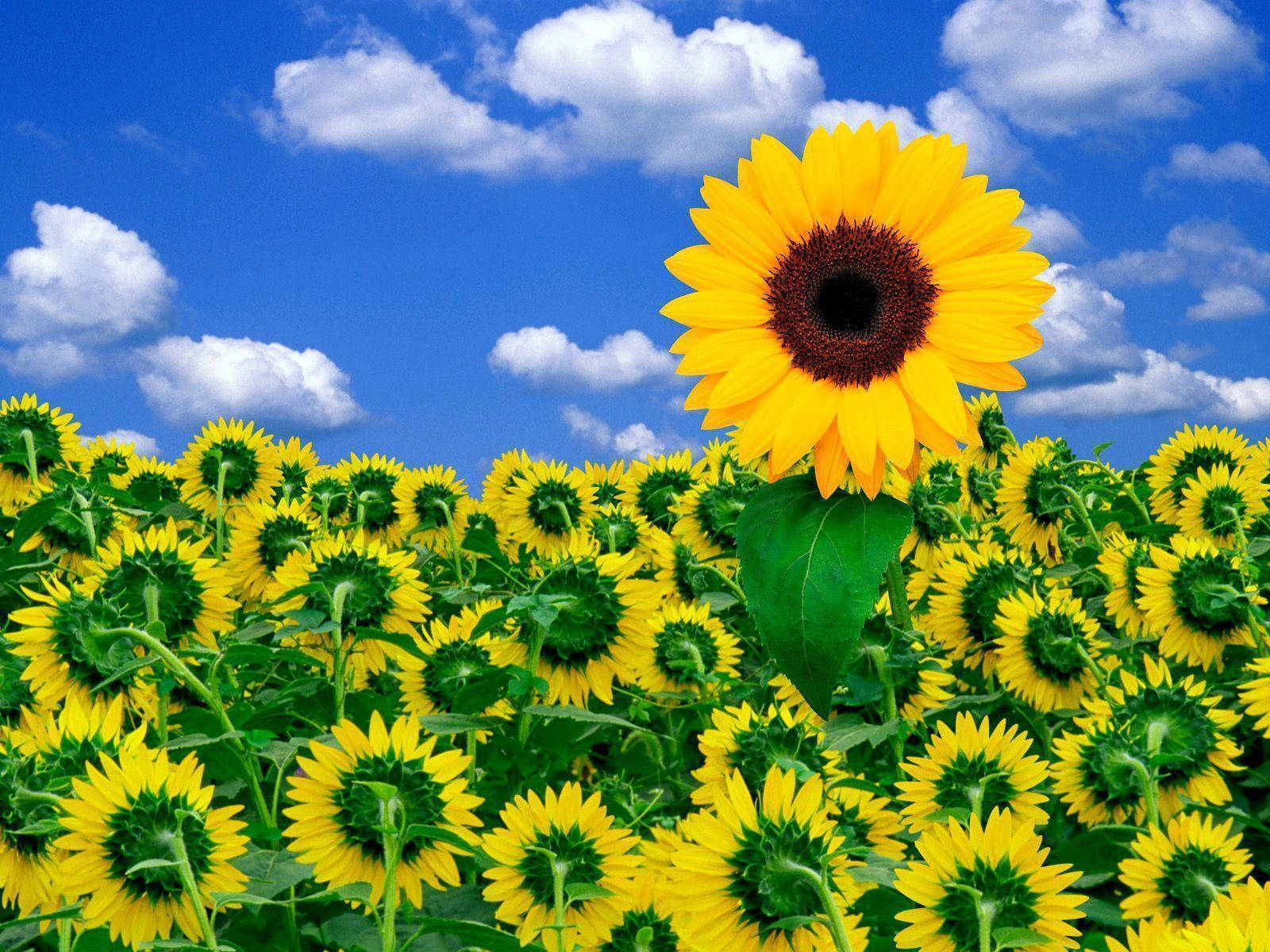 A Sunflower Field With Clouds In The Background