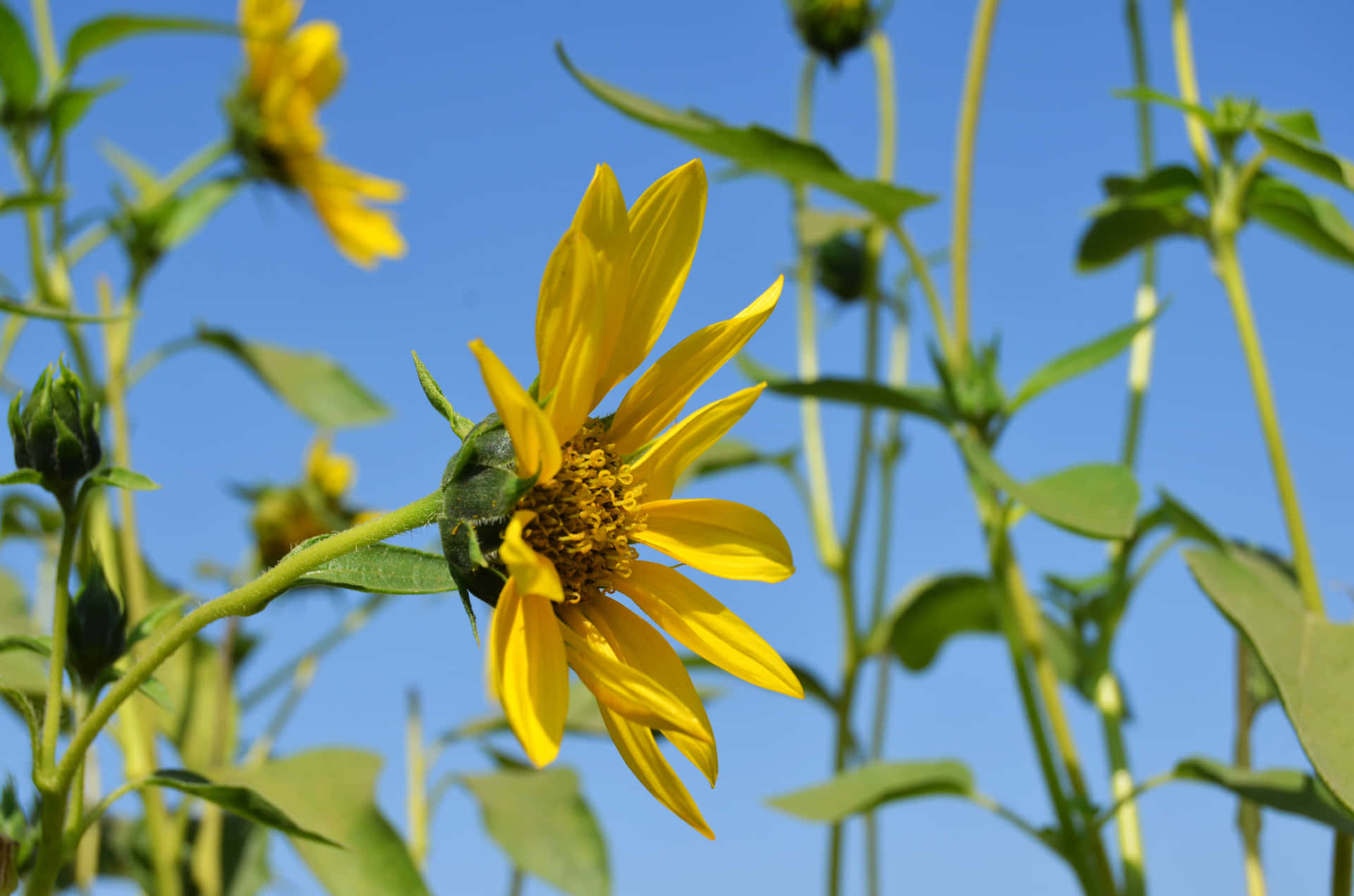 A Sunflower In A Field Background