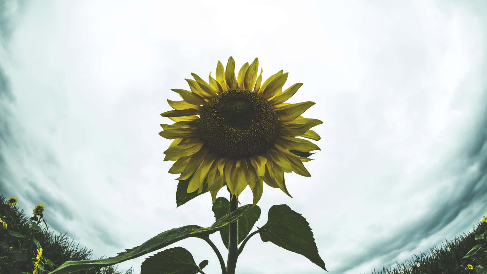 A Sunflower In A Field With A Cloudy Sky Background