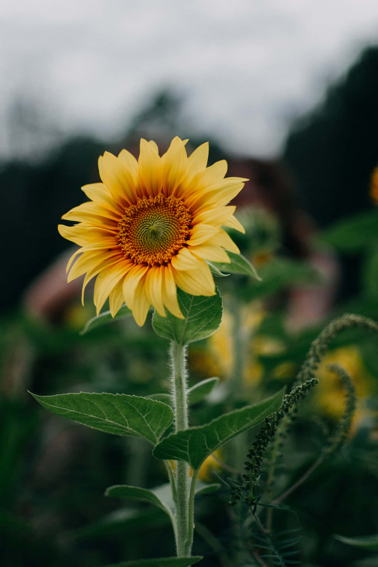 A Sunflower In A Field With A Person In The Background