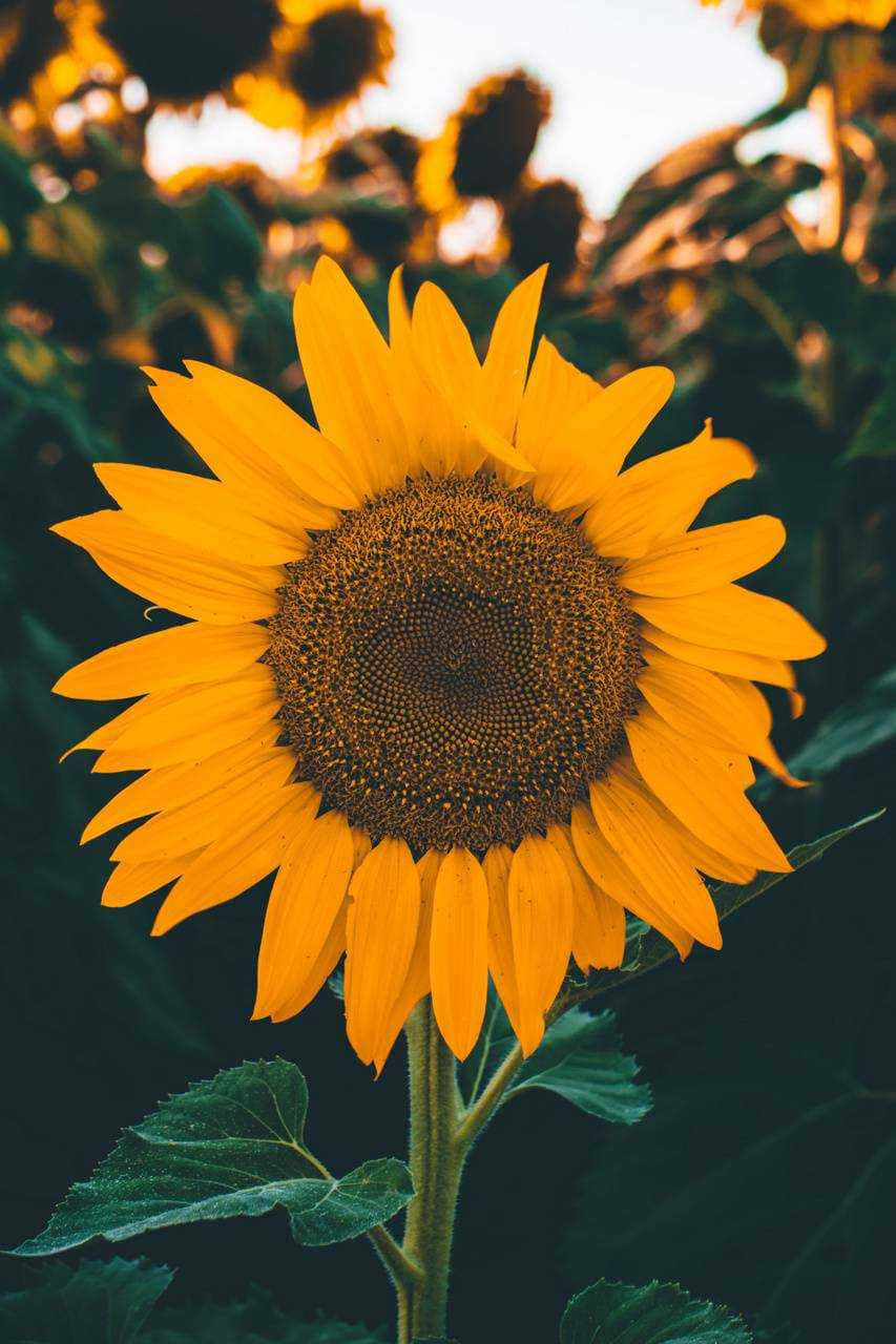 A Sunflower In A Field With Other Sunflowers Background