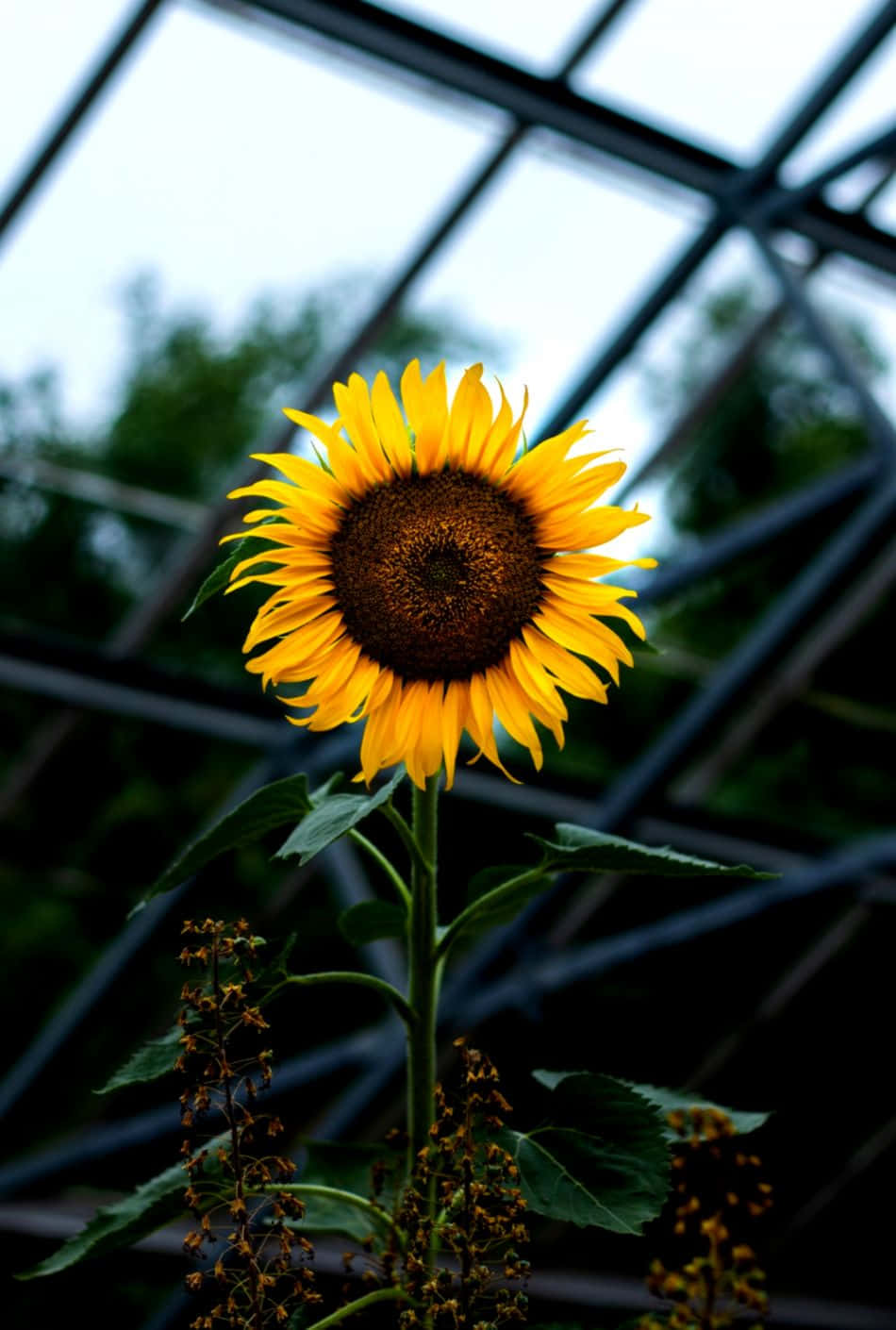 A Sunflower In A Glass Greenhouse Background