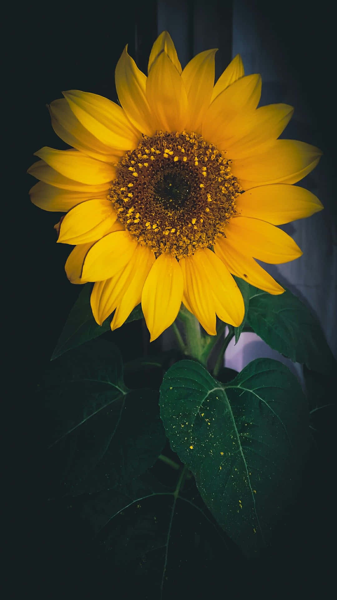 A Sunflower In A Window Background