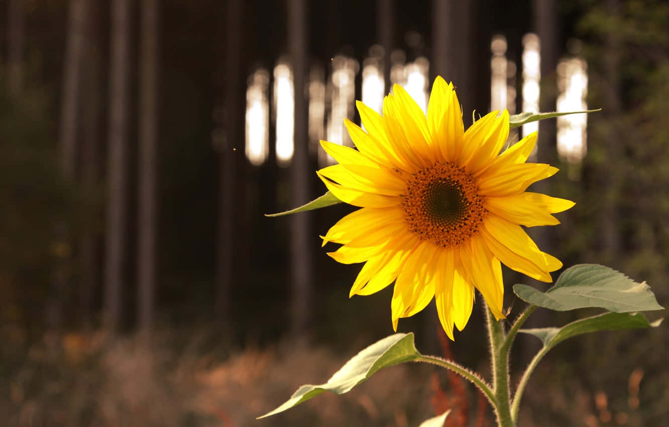 A Sunflower In Full Bloom Against A Dark Background Background
