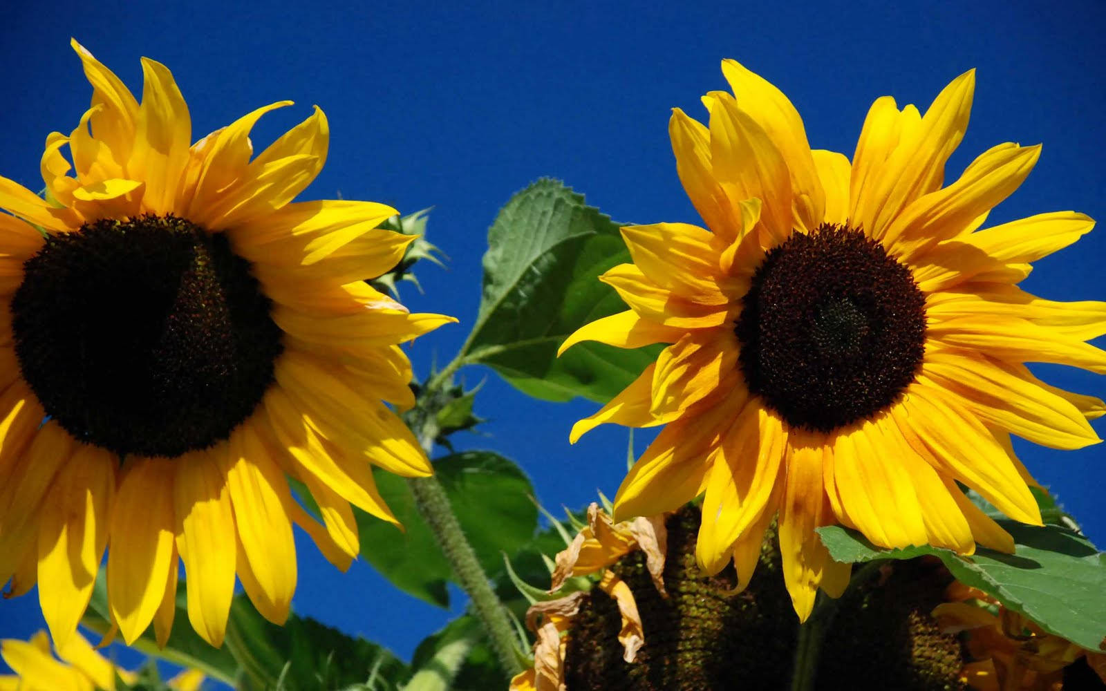 A Sunflower In Full Bloom Sits Against A Bright Yellow Background