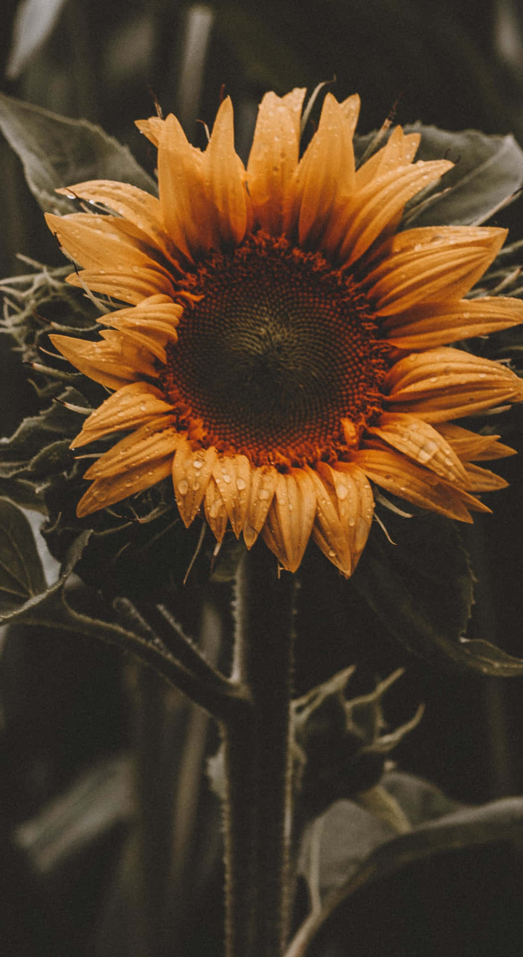 A Sunflower In Full Bloom, Surrounded By Plants In A Blooming Garden. Background